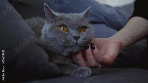 Woman stroking her cat at home