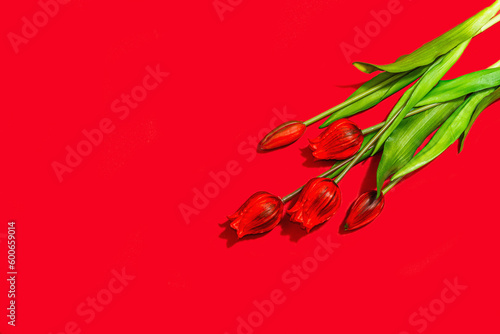 Valentine Day gift concept. Romantic red background with bright tulips bouquet, wrapped surprise box