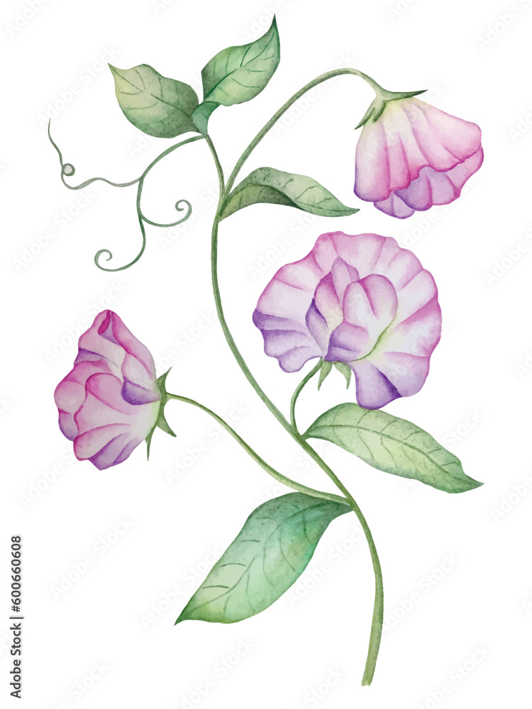 Sweet pea flowers isolated on white