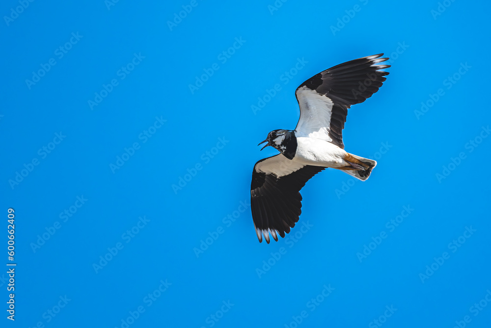 Obraz premium A bird flying in a blue sky with a copy space. Northern lapwing, Vanellus vanellus. Lake Neusiedl - Seewinkel National Park, Austria.