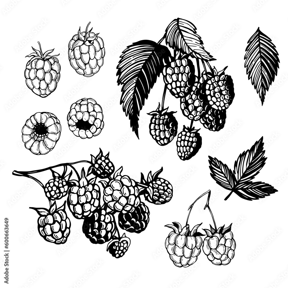 Raspberry. Sketch illustration Raspberry. Sketch illustration