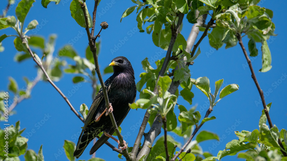 Bird - european starling Bird - european starling