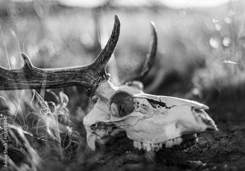 A deer skull sits in dry grass, New Mexico.