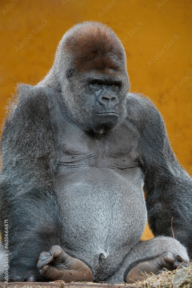 Picture of a captive silverback gorilla set against an orange background