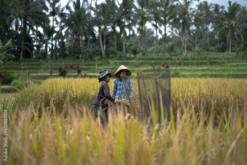 Women manually harvest rice, dry the rice. photo