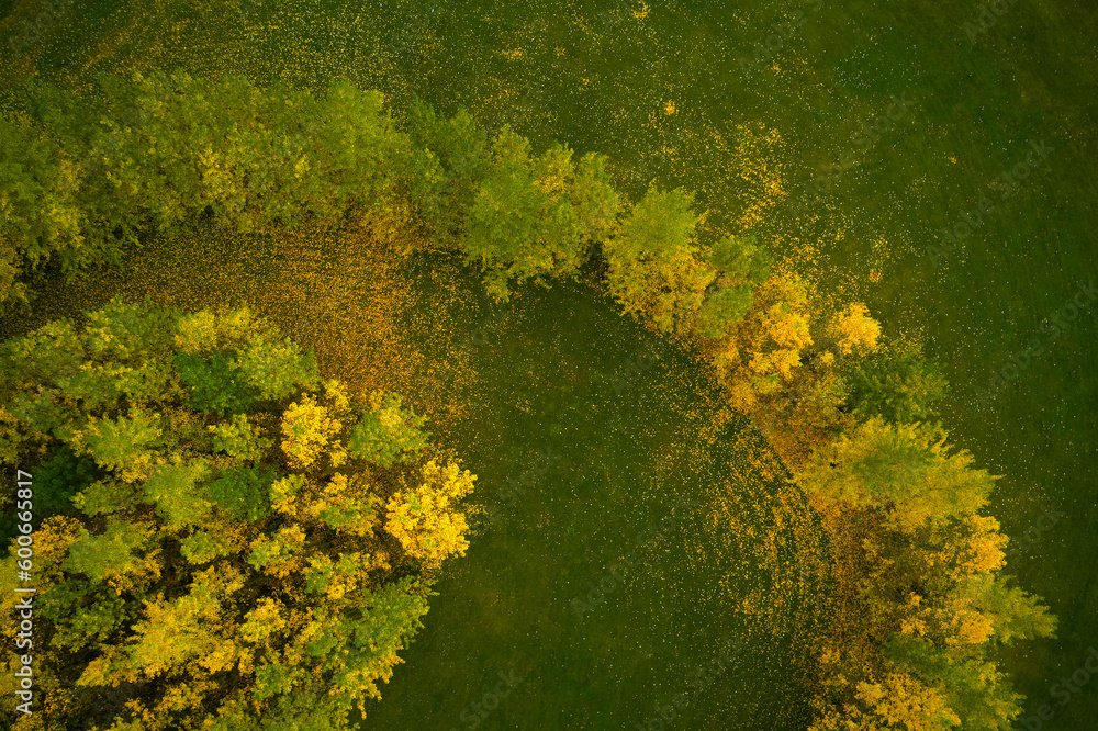 Bright autumn trees growing on field in countryside