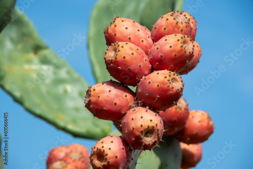 Obraz na płótnie Prickly pear cactus or Opuntia, ficus-indica, Indian fig opuntia with fruits