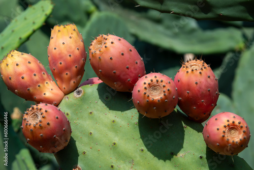 Prickly pear cactus or Opuntia, ficus-indica, Indian fig opuntia with fruits photo