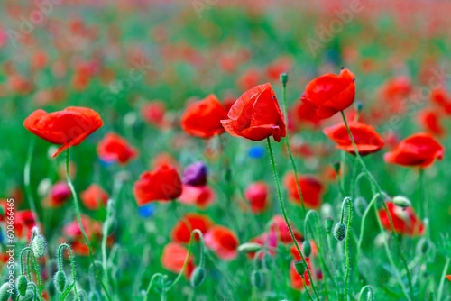 Poppies © Борис Андресюк