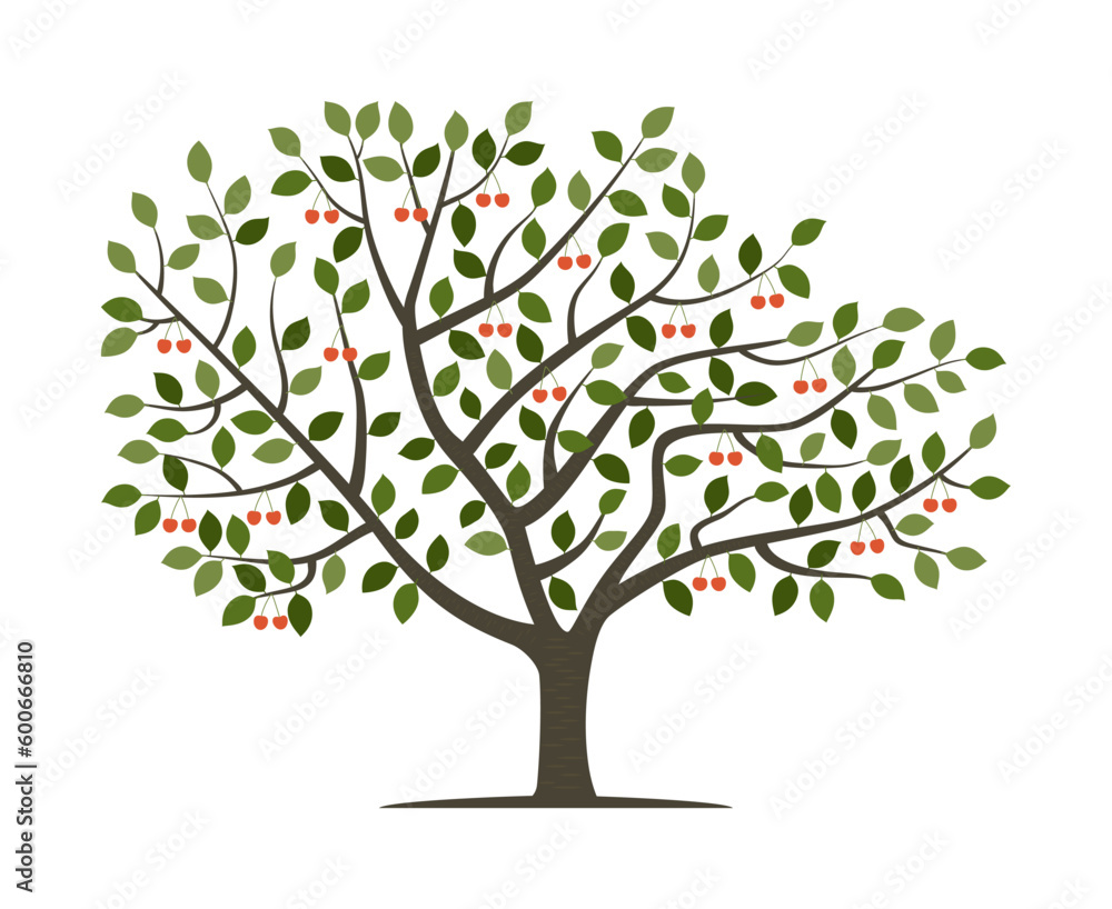 Vector drawing of cherry tree. Isolated vector illustration of cherry tree on a white background.