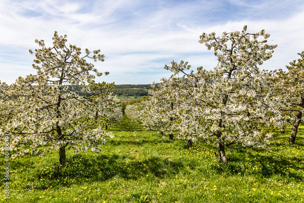 Cherry blossoms on the hills around Kirchehrenbach, Germany in Franconian Switzerland