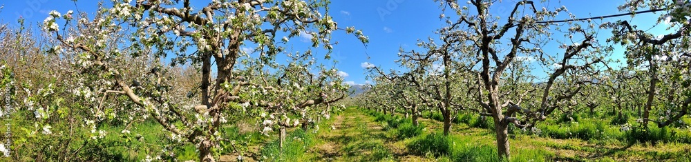 Blossoming apple orchard in spring.panorama shot