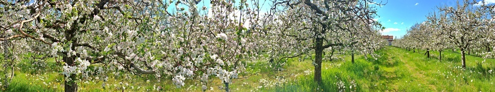 Blossoming apple orchard in spring.panorama shot Blossoming apple orchard in spring.panorama shot