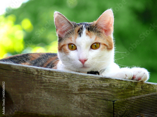 Fotografie cat sweet