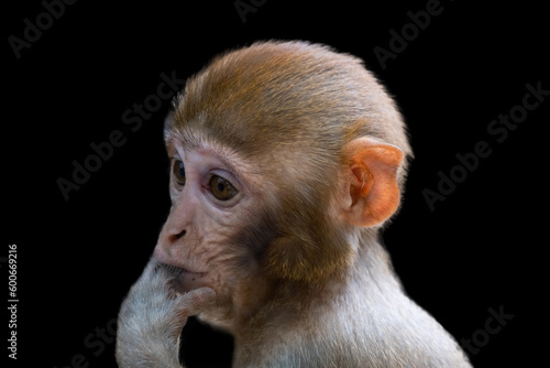 Photography Cute monkey in black background