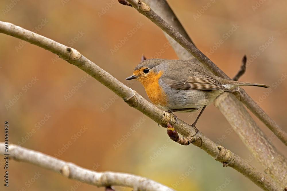 closeup of a robin sitting in the bushes closeup of a robin sitting in the bushes