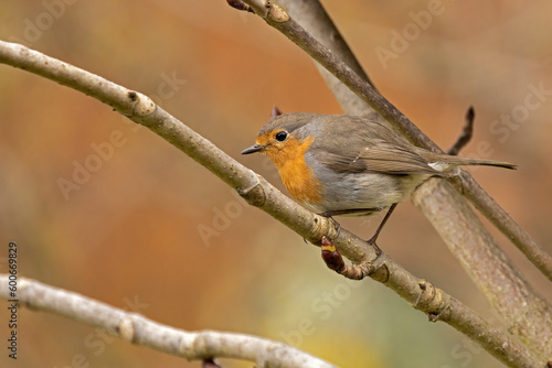 closeup of a robin sitting in the bushes