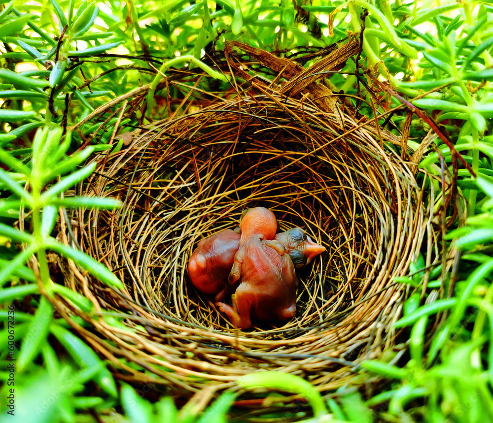 Bird nests with chick. bubul chick in the nest. Little newborn baby bird in the nest. Bird nests with chick. bubul chick in the nest. Little newborn baby bird in the nest.