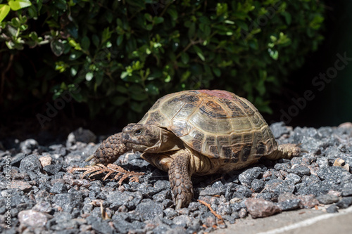 A beautiful close-up of a Russian domestic tortoise. Turtle pet in the yard on gravel, pebble road.