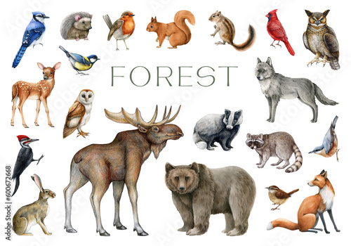 Forest animals and birds set. Watercolor painted illustration. Wildlife collection. Hand drawn wild forest animals set. Bear, fox, wolf, rabbit, squirrel, robin, raccoon, moose, owl elements