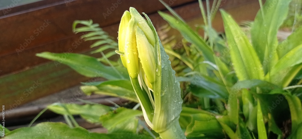 flower in the garden flower in the garden