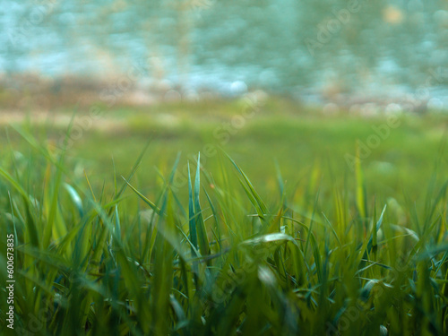 Green grass at shore of lake or river.