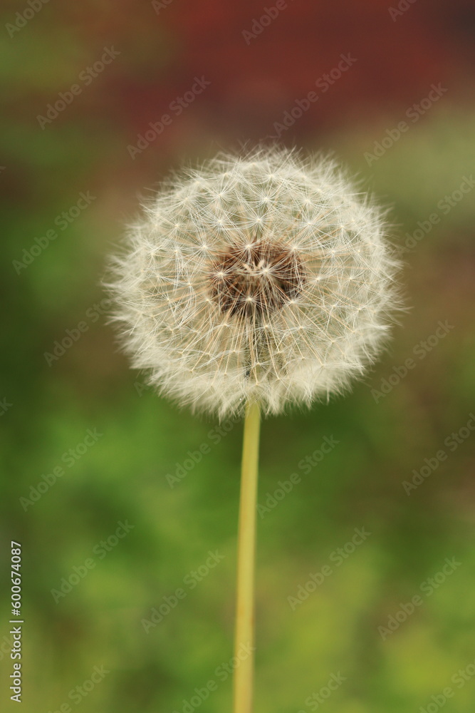 Fototapeta premium dandelion head