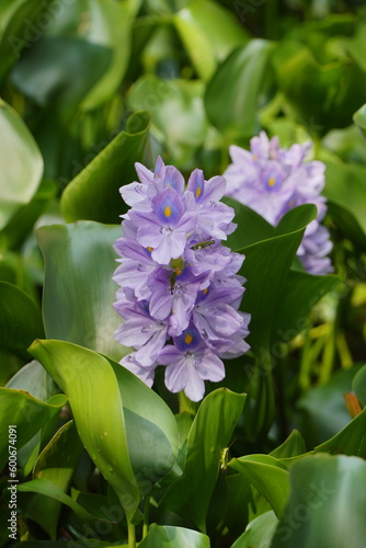 Enchanting Close-up of Water Hyacinth Flowers Beauty
