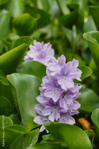 Enchanting Close-up of Water Hyacinth Flowers Beauty