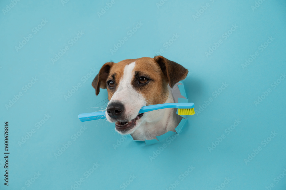 The muzzle of a Jack Russell Terrier sticks out through a hole in a paper blue background and holds an orange toothbrush. The muzzle of a Jack Russell Terrier sticks out through a hole in a paper blue background and holds an orange toothbrush.