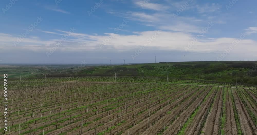 aerial view of young vineyard during spring aerial view of young vineyard during spring