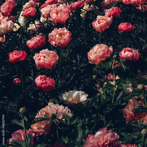 Beautiful fresh coral pink peony flowers in full bloom in the garden. Summer natural flowery background. © Iryna