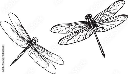 A dragonfly line art vector drawing 