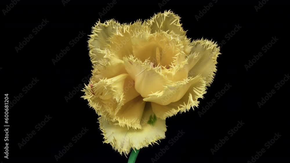 Timelapse of yellow tulip flower blooming on black background, Timelapse of yellow tulip flower blooming on black background,