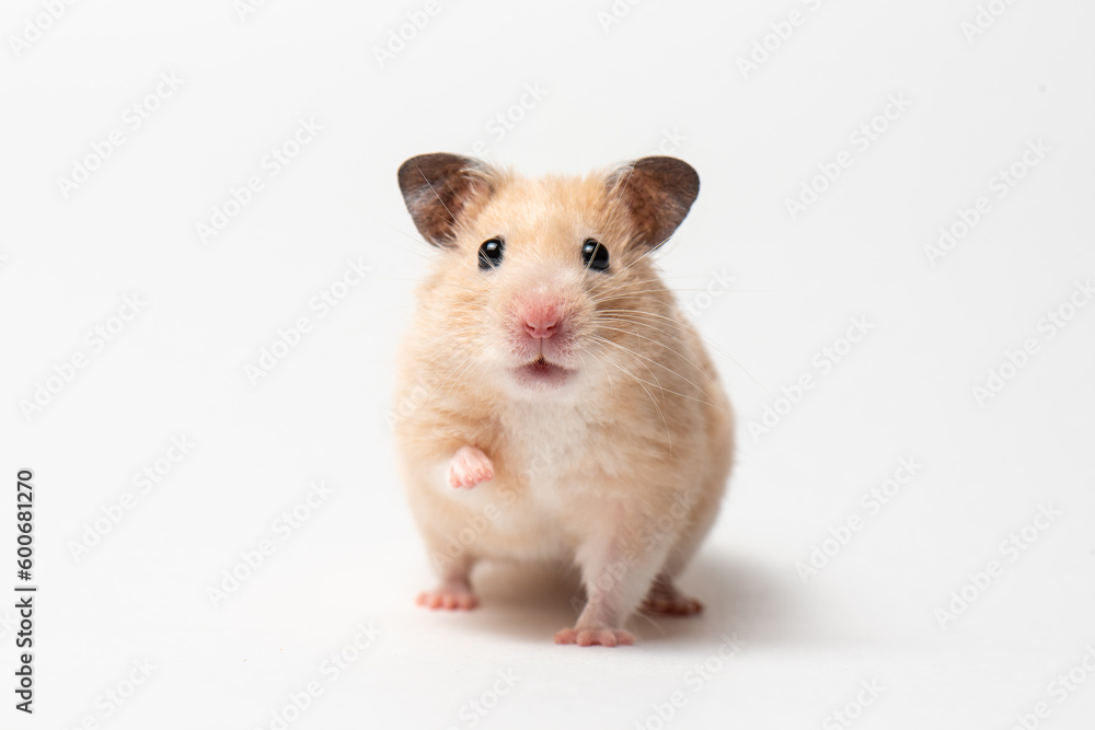 Syrian Hamster rised up paw and looked at camera. Rodent on white background. Funny Hamster in motion isolated on white