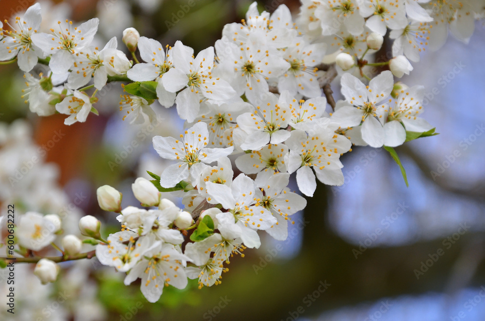 White cherry blossom. Close up blooming cherry branch flowers, young leaves, white petals, yellow stamens in spring on a natural blurred background. Awakening of nature concept. Free copy space. White cherry blossom. Close up blooming cherry branch flowers, young leaves, white petals, yellow stamens in spring on a natural blurred background. Awakening of nature concept. Free copy space.