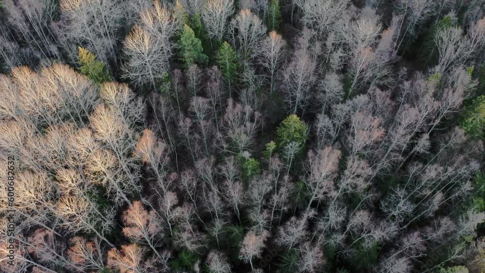 Aerial shot of spring forest landscape. Trees without leaves. Aerial shot of spring forest landscape. Trees without leaves.