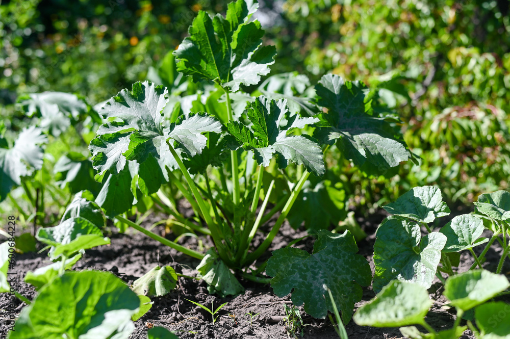 zucchini plant in the garden. on a bright sunny day zucchini plant in the garden. on a bright sunny day