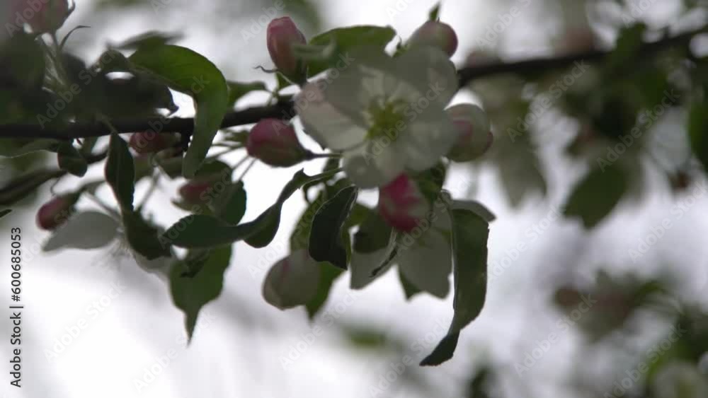 White pink appletree blossoms sway in the wind. Spring flowering garden. Floral natural background. Apple tree leaves flowers slow motion. Blur bokeh nature. Flower bloom bud Leaf aesthetic White pink appletree blossoms sway in the wind. Spring flowering garden. Floral natural background. Apple tree leaves flowers slow motion. Blur bokeh nature. Flower bloom bud Leaf aesthetic