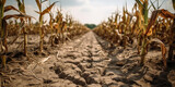 Drought in a cornfield - Generative AI