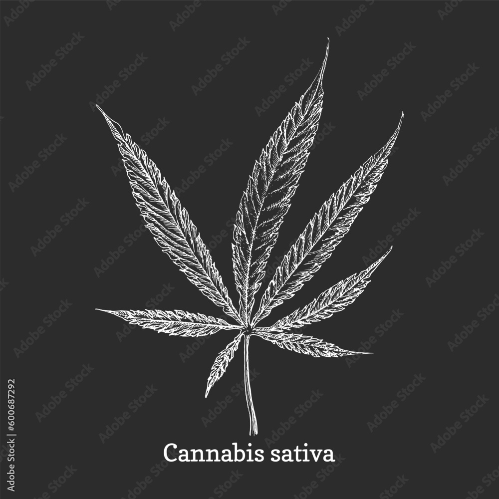 Cannabis leaf drawing weed sketch design element Stock Vector Adobe