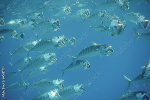 lot of big mouth mackerel fishes swimming close with open mouth