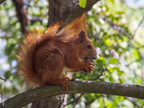 Photo of a red squirrel on a background of green leaves © Boris