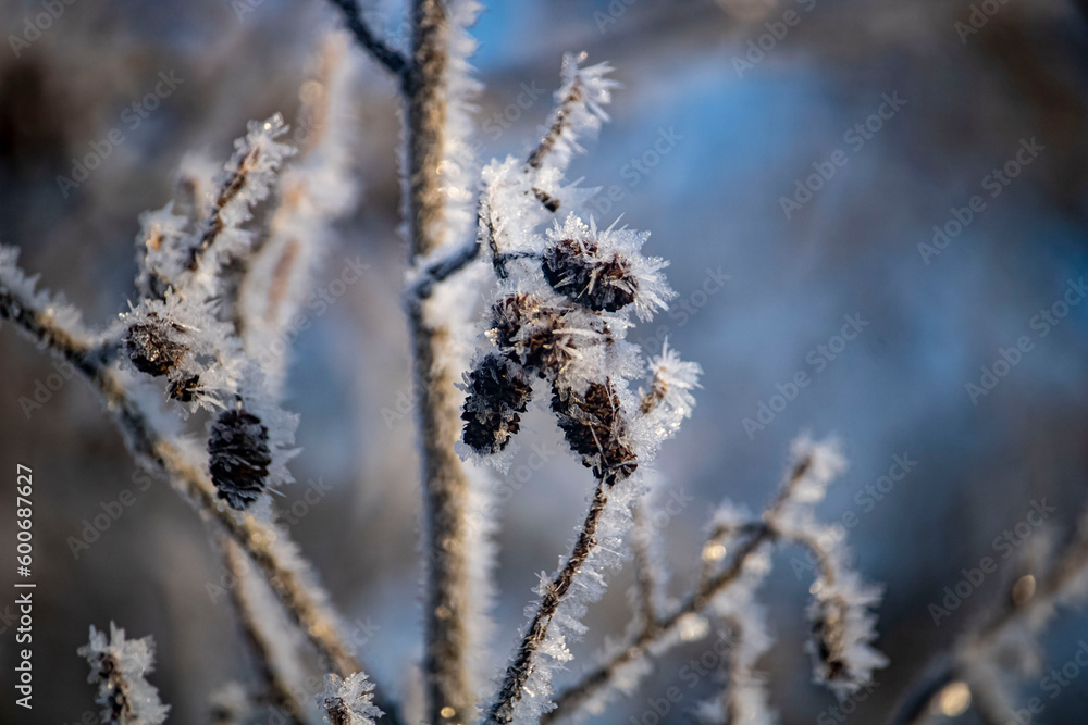 alder cones in hoarfrost in winter alder cones in hoarfrost in winter