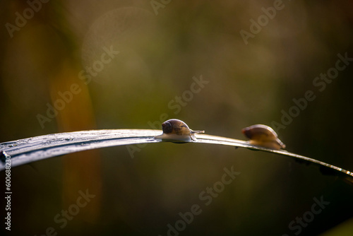 two snails on a leaf