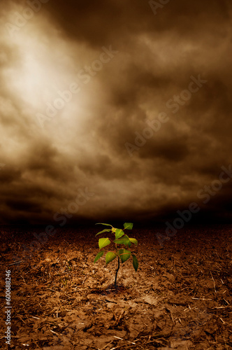 a green plant growing out of a deserted dry ground, fighting global warming concept