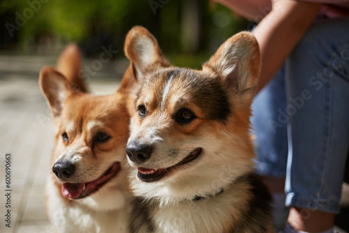 Portrait of two young corgi dogs in close up. Couple of adorable Pembroke Welsh Corgis in the park