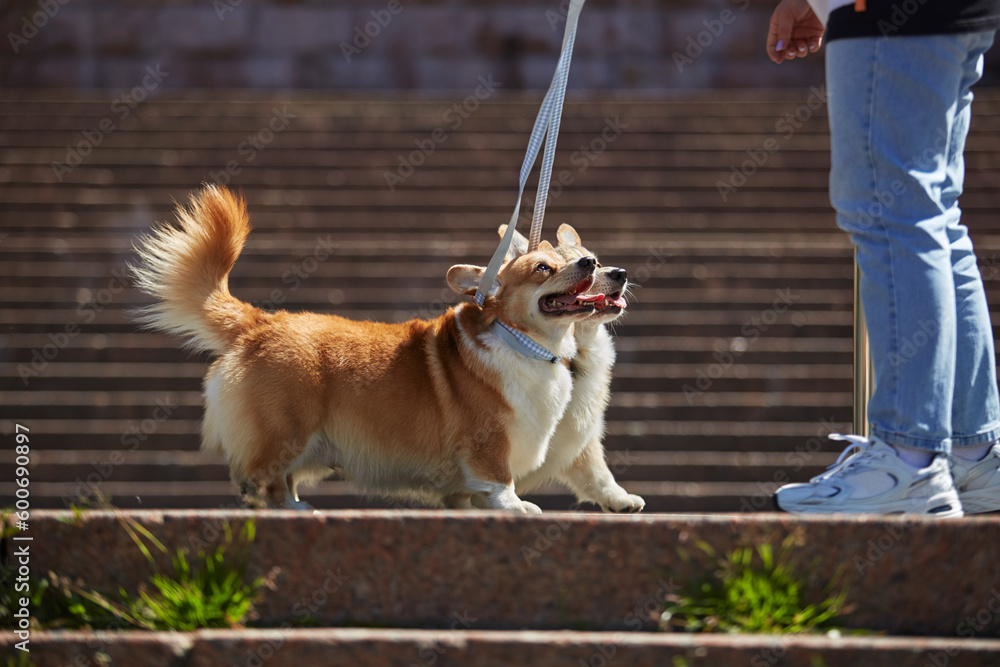 Two young corgis walking with the owner outdoor. Couple of adorable Pembroke Welsh Corgi dogs on a walk in the city center