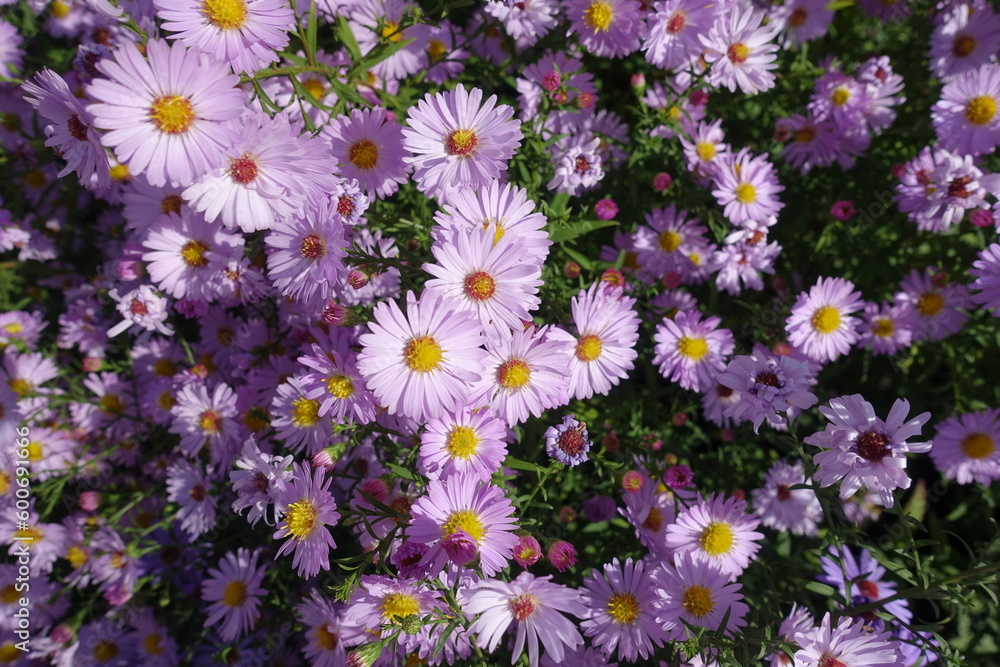 Showy light pink flowers of Michaelmas daisies in October Showy light pink flowers of Michaelmas daisies in October