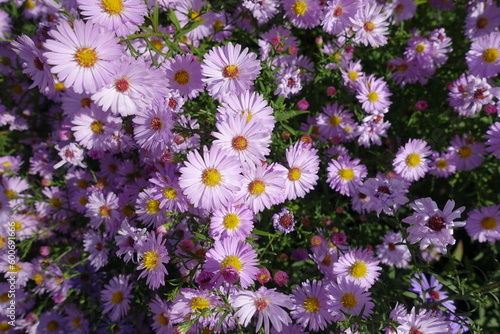 Fotografia Showy light pink flowers of Michaelmas daisies in October